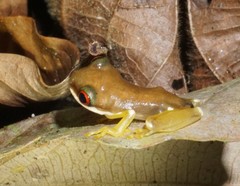 Duellmanohyla salvavida