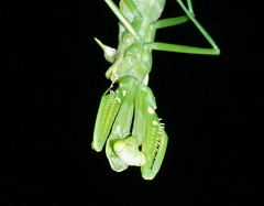 Macromantis nicaraguae