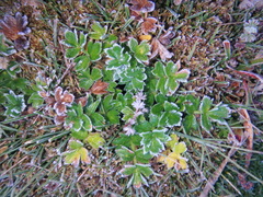Ranunculus oreophytus