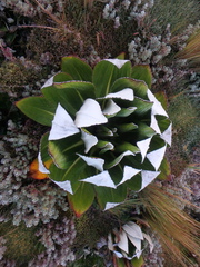 Dendrosenecio keniensis