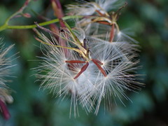 Notoseris melanantha