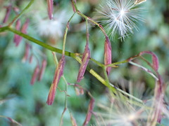 Notoseris melanantha