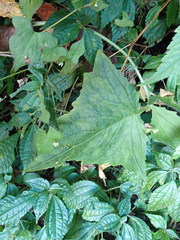 Notoseris melanantha