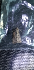 Noctuidae