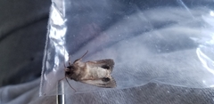 Noctuidae