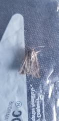Noctuidae
