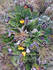 Haplocarpha rueppelii