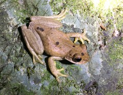 Atlantihyla spinipollex