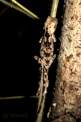 Acanthosaura coronata