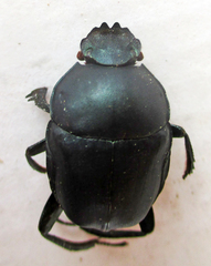 Garreta australugens