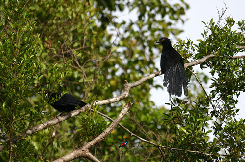 Biak Coucal (Centropus chalybeus), photo 1