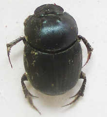 Onthophagus deterrens