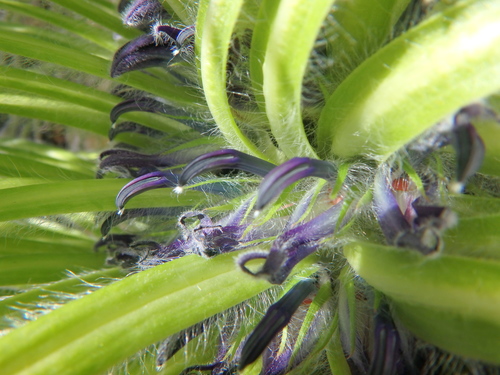 Lobelia telekii