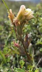 Castilleja affinis neglecta