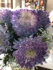 Chrysanthemum morifolium