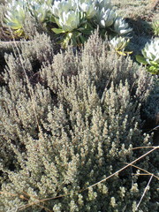Alchemilla argyrophylla