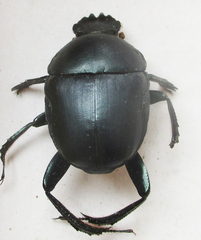 Garreta australugens