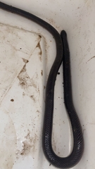 Atractaspis bibronii