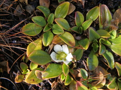 Swertia crassiuscula