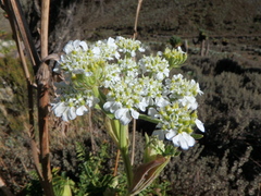 Heracleum elgonense