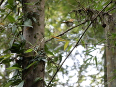 Abroscopus albogularis