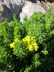 Sedum ruwenzoriense