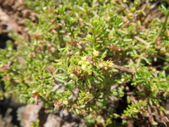 Galium ruwenzoriense