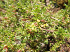 Galium ruwenzoriense