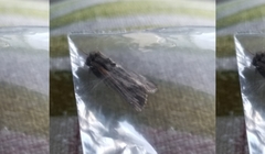 Noctuidae