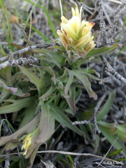 Castilleja affinis neglecta