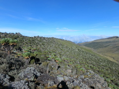 Dendrosenecio keniodendron