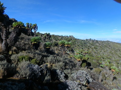 Dendrosenecio keniodendron
