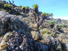 Dendrosenecio keniodendron