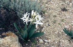 Pancratium illyricum
