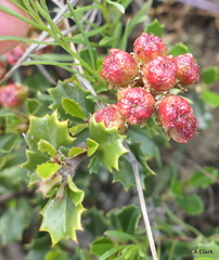Ceanothus decornutus