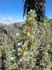Alchemilla argyrophylla