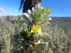 Alchemilla argyrophylla