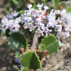 Ceanothus decornutus