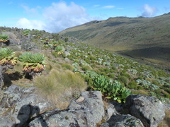 Dendrosenecio keniodendron