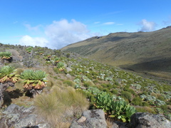 Dendrosenecio keniodendron