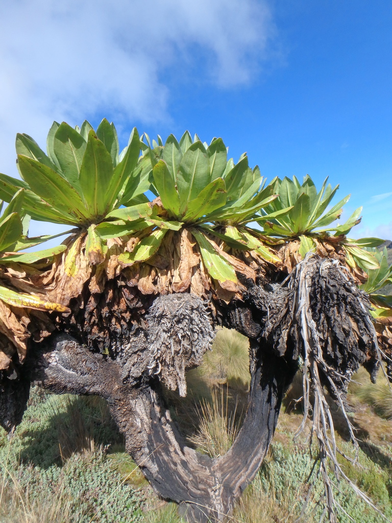Dendrosenecio keniodendron
