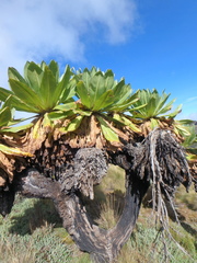 Dendrosenecio keniodendron
