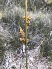 Juncus subsecundus