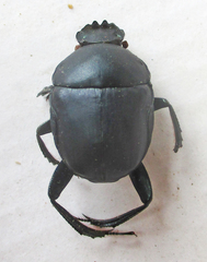 Garreta australugens