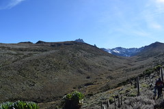 Dendrosenecio keniodendron