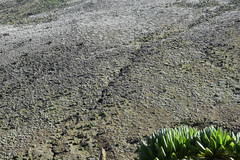 Dendrosenecio keniodendron