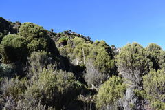 Dendrosenecio keniodendron