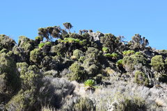 Dendrosenecio keniodendron