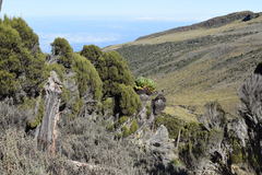 Dendrosenecio keniodendron
