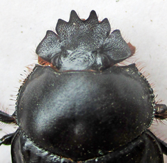 Escarabaeus remii